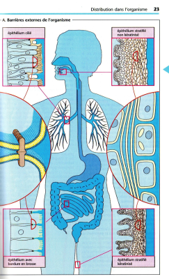 barrières entre le sang et les tissus à franchir lors de  labsorption et la distribution et lélimination (2).jpg