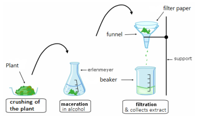 Maceration.PNG