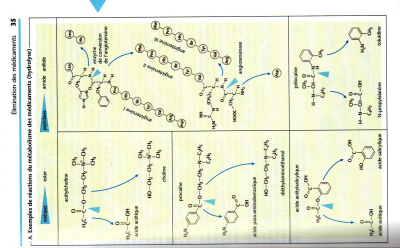 métabolisme M.jpg