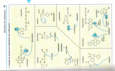 métabolisme Mm.jpg