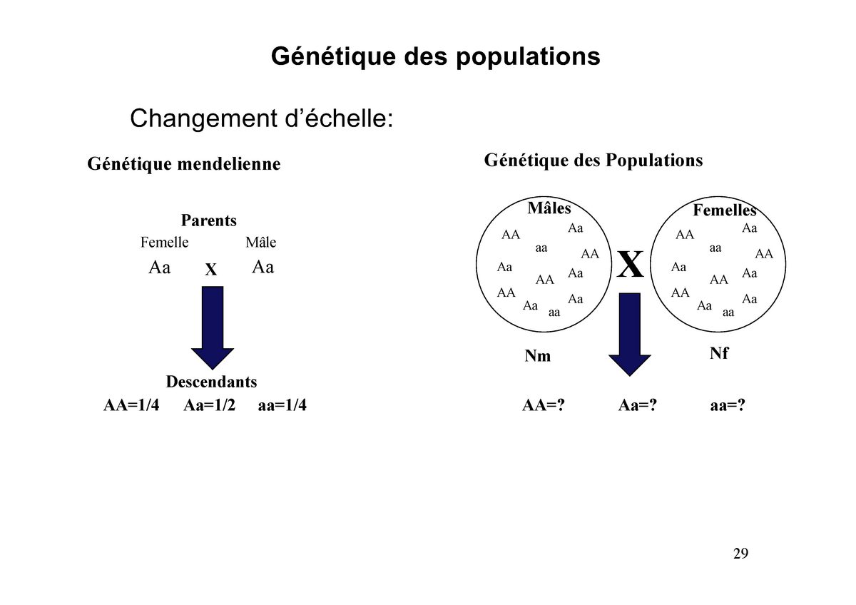 Génétique mendélienne et génétique des populations