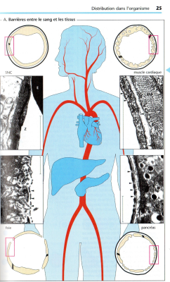 barrières entre le sang et les tissus à franchir lors de  labsorption et la distribution et lélimination.jpg