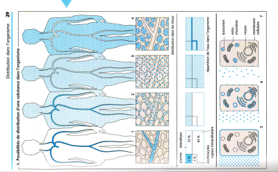 distribution du médicament dans les differents tissus de lorganisme.jpg